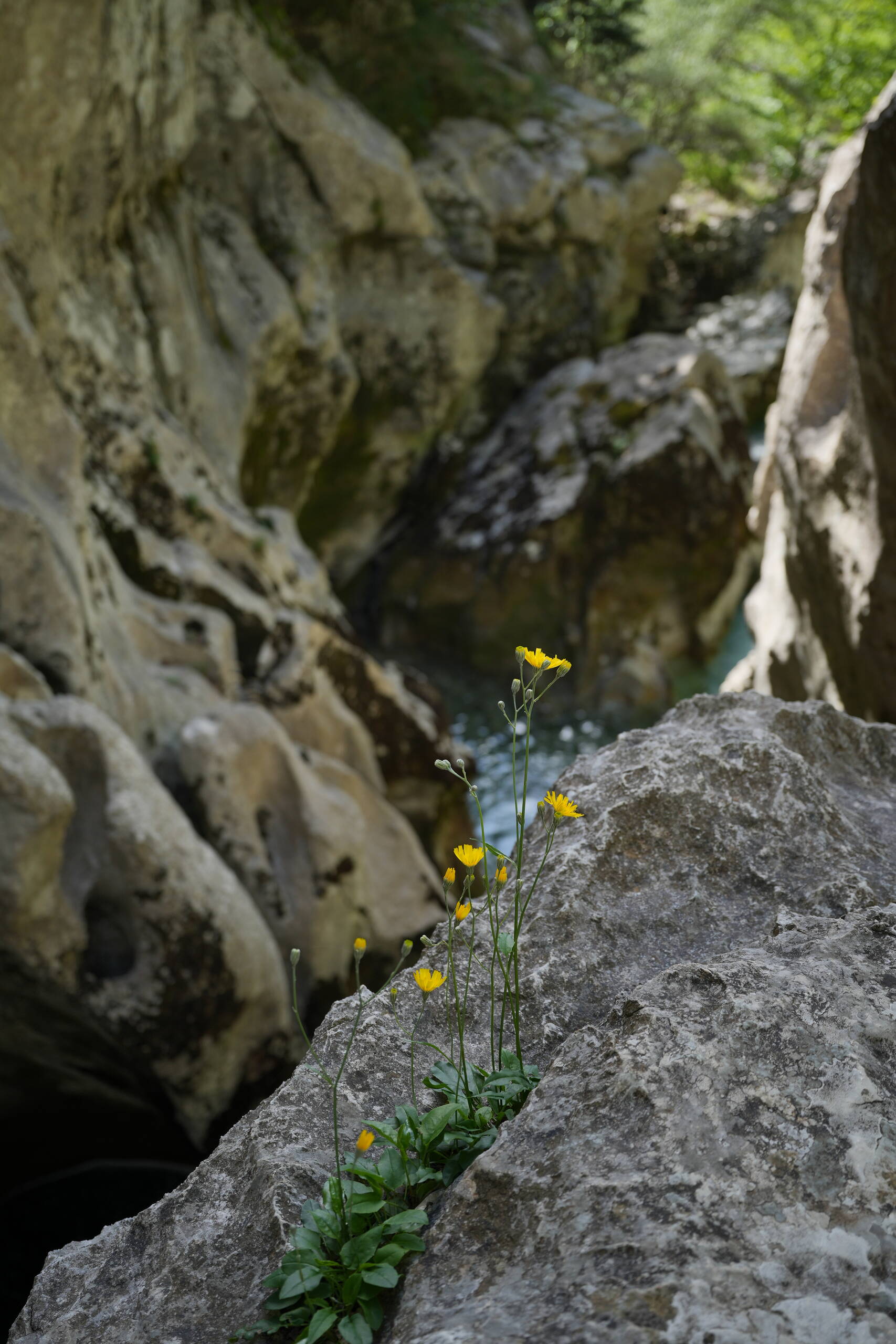 An image of flower.